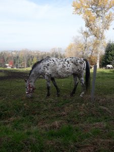 kropkowany koń Wieliczka